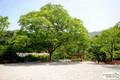 월곡산림욕장 느티나무 쉼터 썸네일 이미지