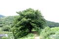 심원면 화산 전통마을숲 느티나무 썸네일 이미지