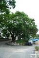 우평리 느티나무 썸네일 이미지