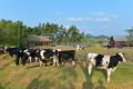 상하농원 젖소목장 썸네일 이미지