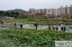 여수마을 연꽃축제 썸네일 이미지